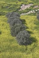 The colours of Cyprus